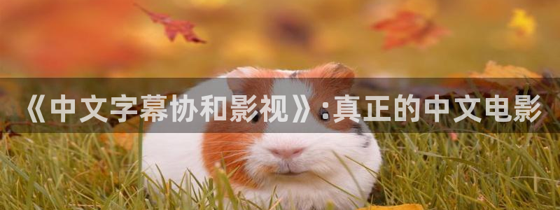 南瓜电影高清正版精品影视：《中文字幕协和影视》:真正的中文电影