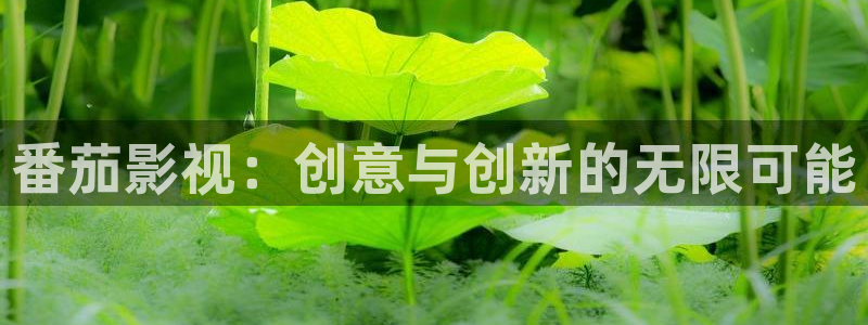 南瓜电影线上看：番茄影视：创意与创新的无限可能